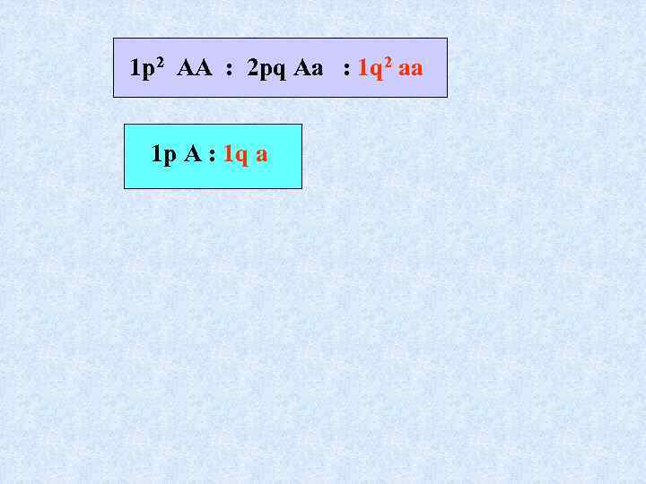 1 p 2 AA : 2 pq Aa : 1 q 2 aa 1