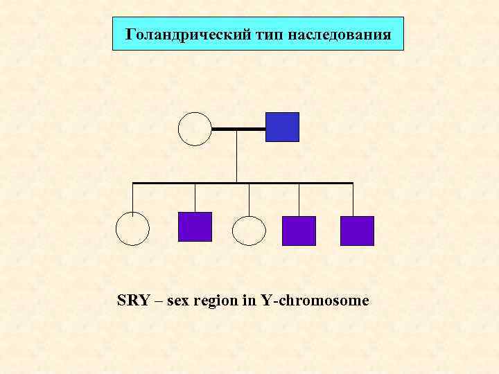 Голандрический тип наследования SRY – sex region in Y-chromosome 