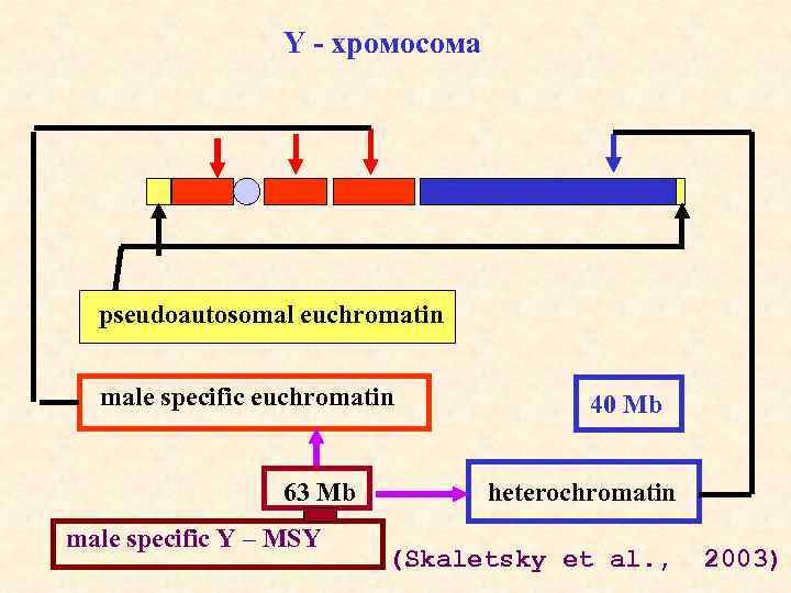 Y - хромосома pseudoautosomal euchromatin male specific euchromatin 63 Mb male specific Y –