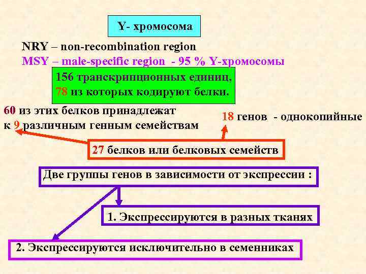 Y- хромосома NRY – non-recombination region MSY – male-specific region - 95 % Y-хромосомы