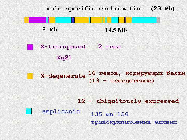 male specific euchromatin 8 Mb (23 Mb) 14, 5 Mb X-transposed 2 гена Xq