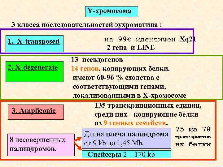 Y-хромосома 3 класса последовательностей эухроматина : 1. X-transposed на 99% идентичен Xq 21 2