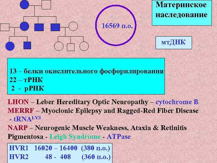 Материнское наследование 16569 п. о. мт. ДНК 13 – белки окислительного фосфорилирования 22 –
