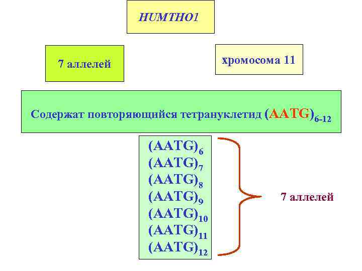 HUMTHO 1 хромосома 11 7 аллелей Содержат повторяющийся тетрануклетид (AATG)6 -12 (AATG)6 (AATG)7 (AATG)8