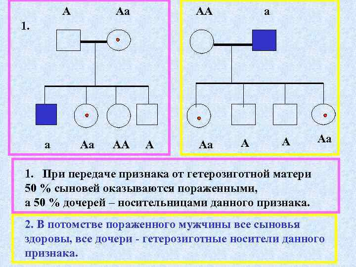 Гетерозиготный признак. Гетерозиготный носитель это. Гетерозиготный Тип наследования. Гетерозиготное носительство. Носитель признака.