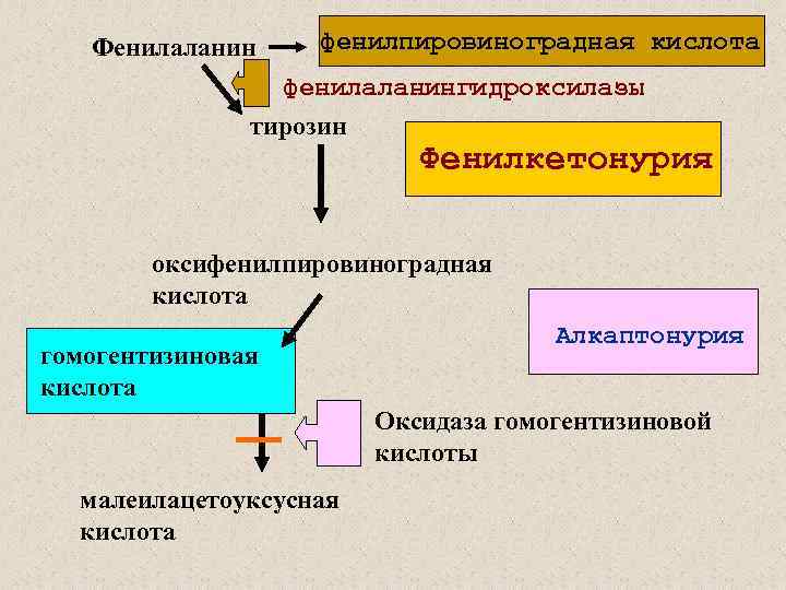 Фенилаланин фенилпировиноградная кислота фенилаланингидроксилазы тирозин Фенилкетонурия оксифенилпировиноградная кислота гомогентизиновая кислота Алкаптонурия Оксидаза гомогентизиновой кислоты