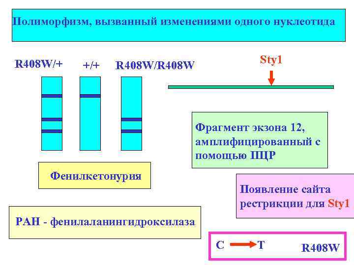 Полиморфизм, вызванный изменениями одного нуклеотида R 408 W/+ +/+ Sty 1 R 408 W/R