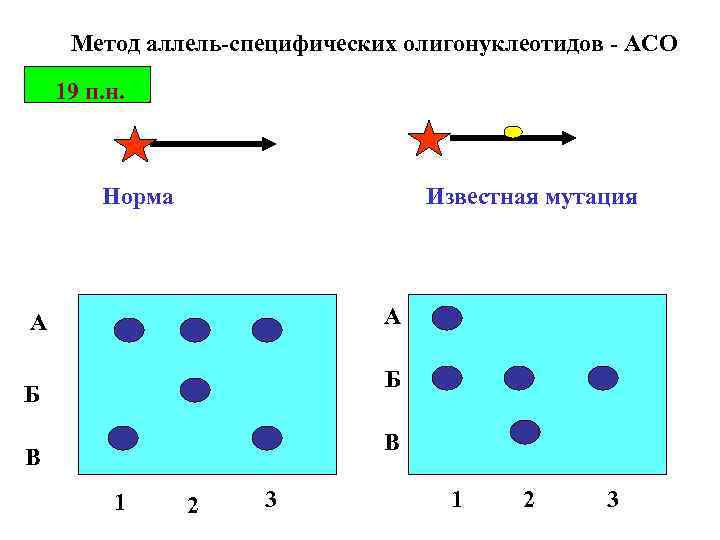 Метод аллель-специфических олигонуклеотидов - АСО 19 п. н. Норма Известная мутация А А Б