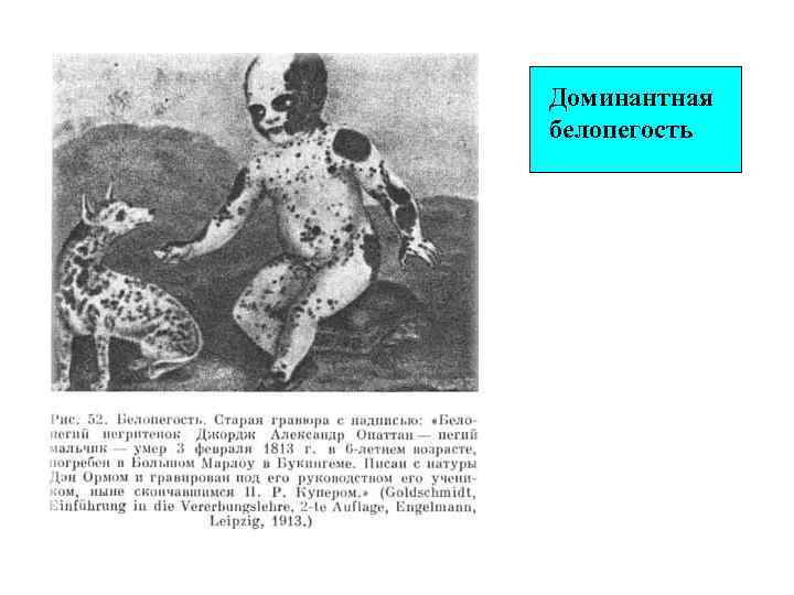 Доминантная белопегость 