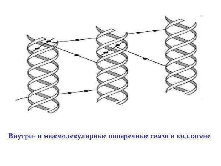 Внутри- и межмолекулярные поперечные связи в коллагене 