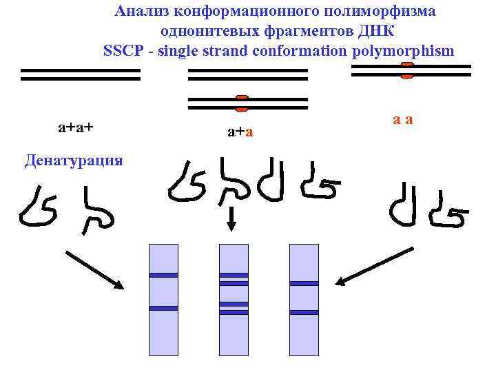 Анализ конформационного полиморфизма однонитевых фрагментов ДНК SSCP - single strand conformation polymorphism а+а+ Денатурация