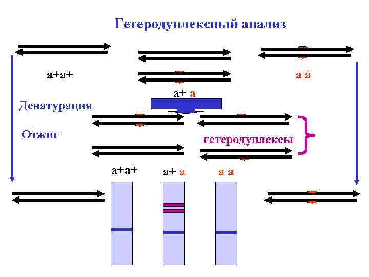 Гетеродуплексный анализ а+а+ аа а+ а Денатурация Отжиг гетеродуплексы а+а+ а+ а аа 
