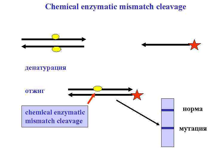 Сhemical enzymatic mismatch cleavage денатурация отжиг chemical enzymatic mismatch cleavage норма мутация 
