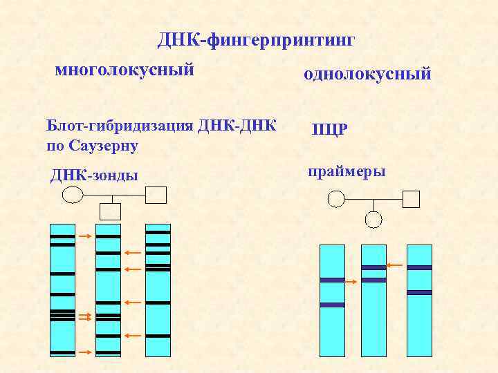 ДНК-фингерпринтинг многолокусный однолокусный Блот-гибридизация ДНК-ДНК по Саузерну ПЦР ДНК-зонды праймеры 