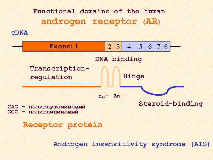 Functional domains of the human androgen receptor (AR) c. DNA Exons: 1 2 3