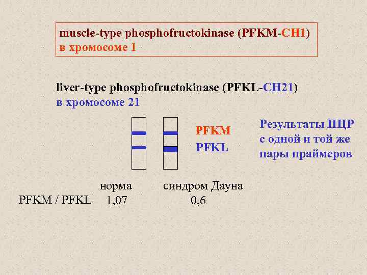muscle-type phosphofructokinase (PFKM-CH 1) в хромосоме 1 liver-type phosphofructokinase (PFKL-CH 21) в хромосоме 21