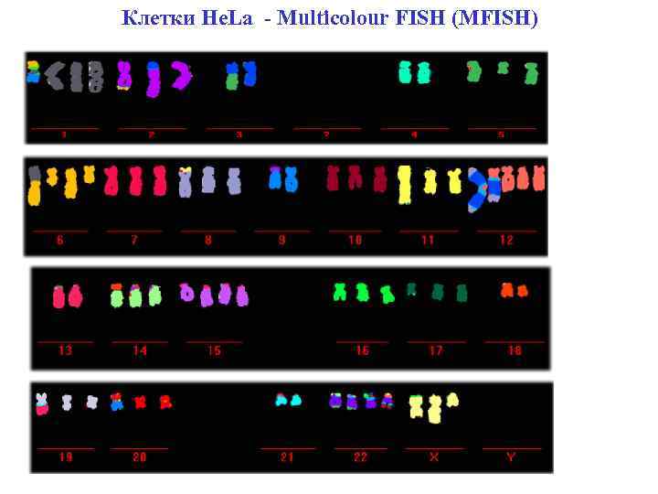 Клетки He. La - Multicolour FISH (MFISH) 