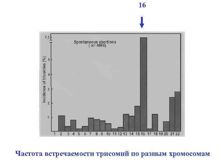 16 Частота встречаемости трисомий по разным хромосомам 