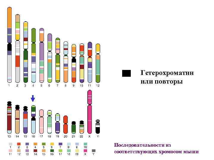 Гетерохроматин или повторы Последовательности из соответствующих хромосом мыши 