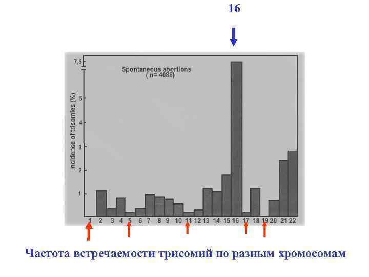 16 Частота встречаемости трисомий по разным хромосомам 