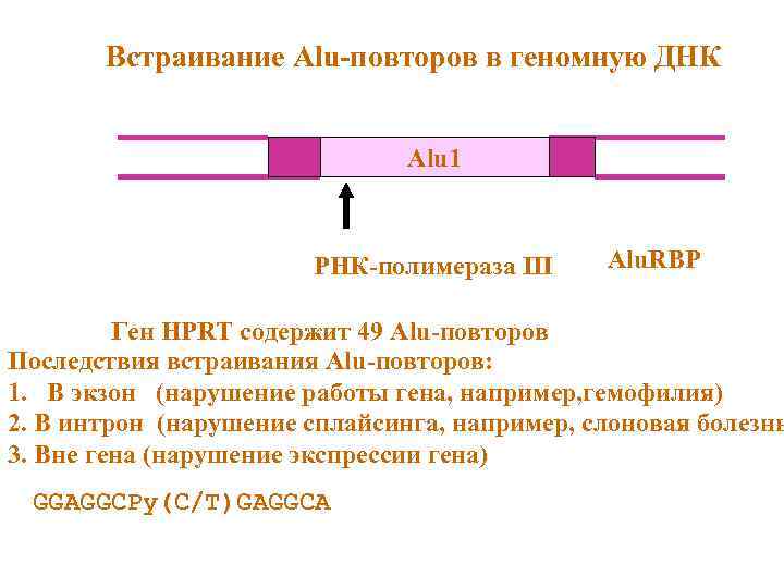 Встраивание Alu-повторов в геномную ДНК Alu 1 РНК-полимераза III Alu. RBP Ген HPRT содержит