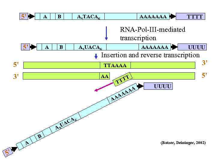 5' A B A 5 TACA 6 AAAAAAA TTTT RNA-Pol-III-mediated transcription 5' A B
