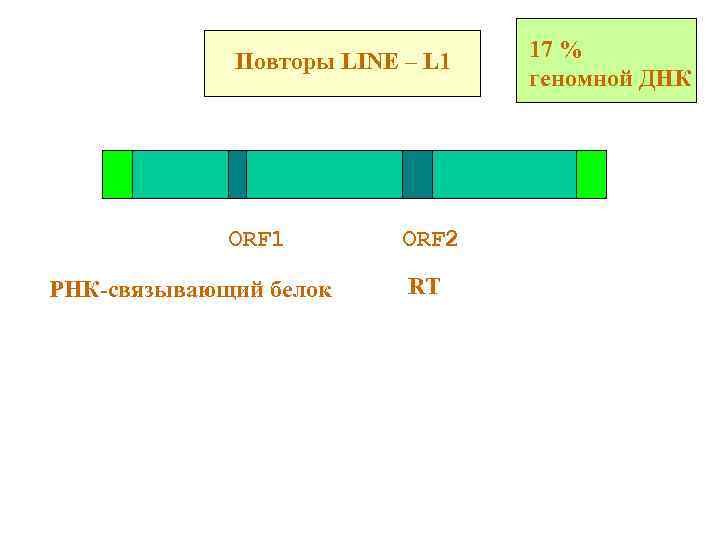 Повторы LINE – L 1 ORF 1 РНК-связывающий белок ORF 2 RT 17 %