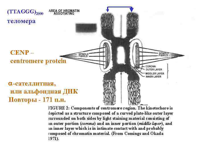 (TTAGGG)2000 теломера CENP – centromere protein -сателлитная, или альфоидная ДНК Повторы - 171 п.