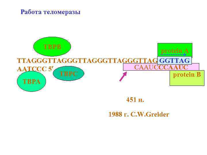 Работа теломеразы TBPВ protein A TTAGGGTTAGGGTTAG CAAUCCCAAUC AATCCC 5 TBPC protein B TBPА 451