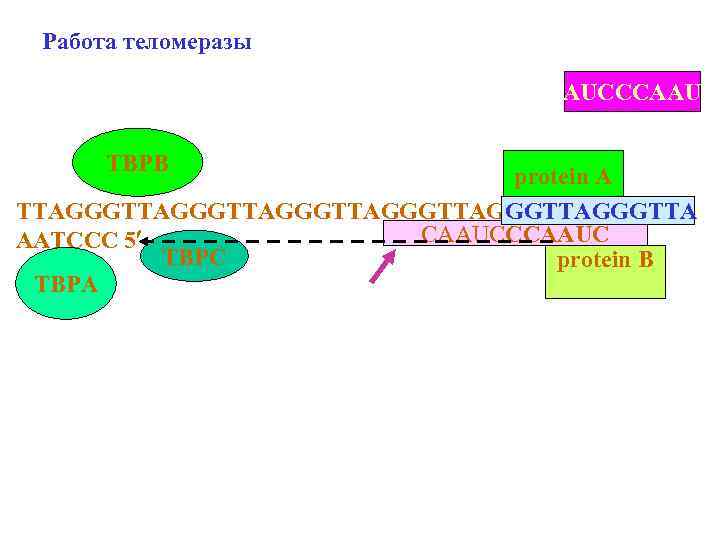 Работа теломеразы AUCCCAAU TBPВ protein A TTAGGGTTAGGGTTAGGGTTA CAAUCCCAAUC AATCCC 5 TBPC protein B TBPА