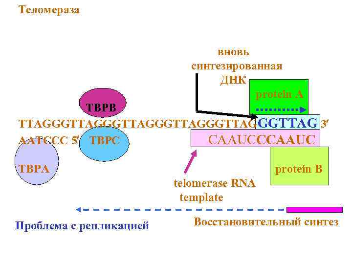 Теломераза вновь синтезированная ДНК protein A TBPB TTAGGGTTAGGGTTAGGGTTAG 3 AATCCC 5 TBPC CAAUCCCAAUC TBPA