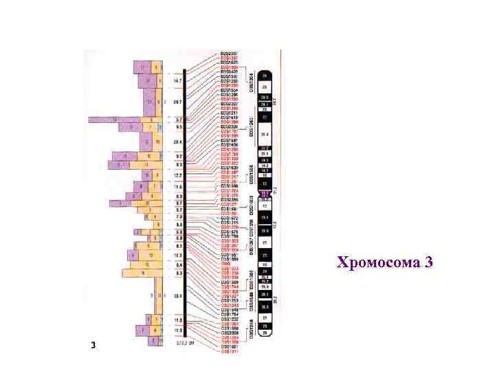 Хромосома 3 