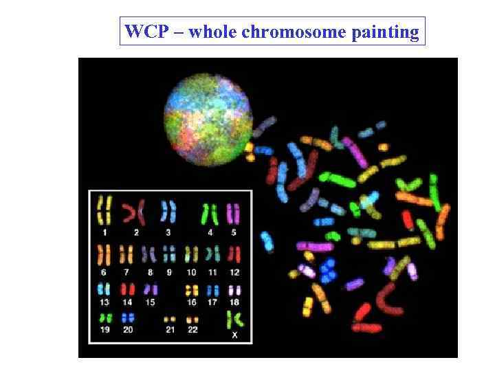 WCP – whole chromosome painting 