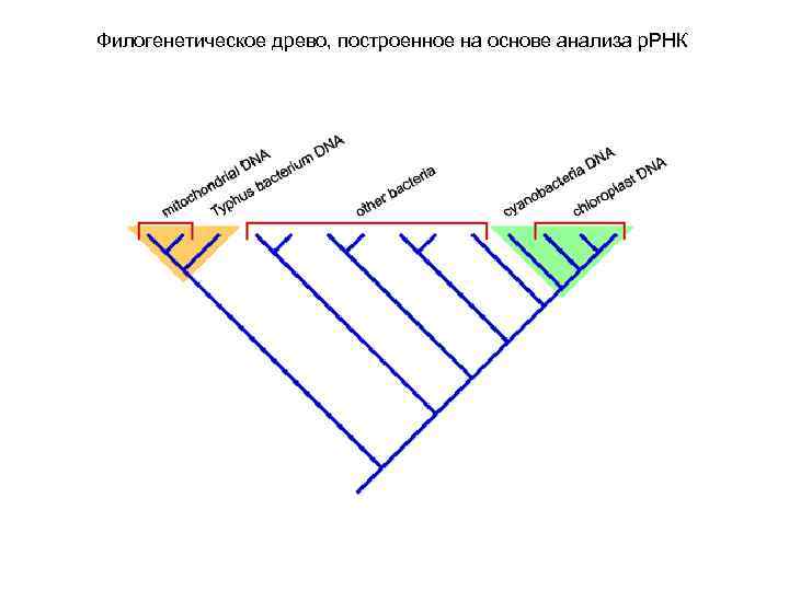 Филогенетическое древо, построенное на основе анализа р. РНК 