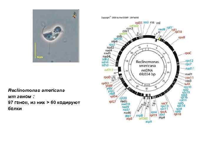 Reclinomonas americana мт геном : 97 генов, из них > 60 кодируют белки 