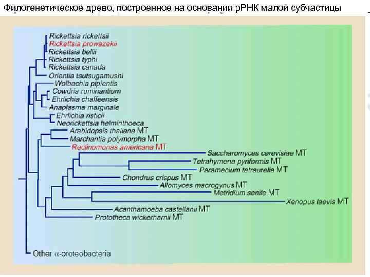 Филогенетическое древо, построенное на основании р. РНК малой субчастицы 