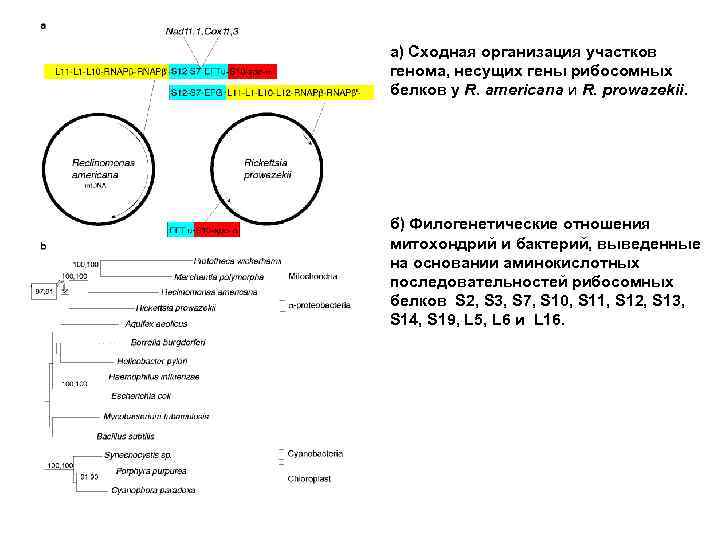 a) Сходная организация участков генома, несущих гены рибосомных белков у R. americana и R.