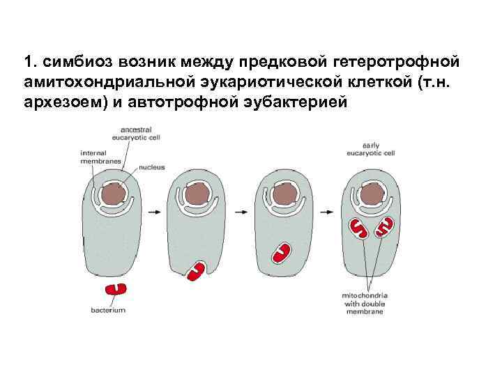 1. симбиоз возник между предковой гетеротрофной амитохондриальной эукариотической клеткой (т. н. архезоем) и автотрофной