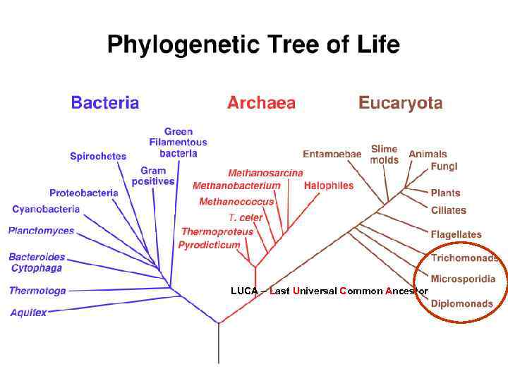 LUCA – Last Universal Common Ancestor 