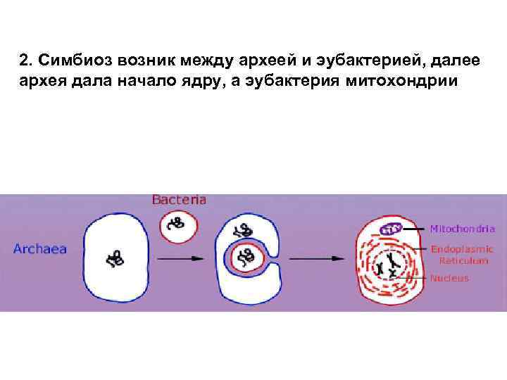 2. Симбиоз возник между археей и эубактерией, далее архея дала начало ядру, а эубактерия
