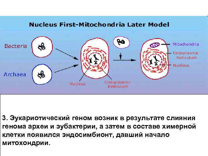 3. Эукариотический геном возник в результате слияния генома археи и эубактерии, а затем в