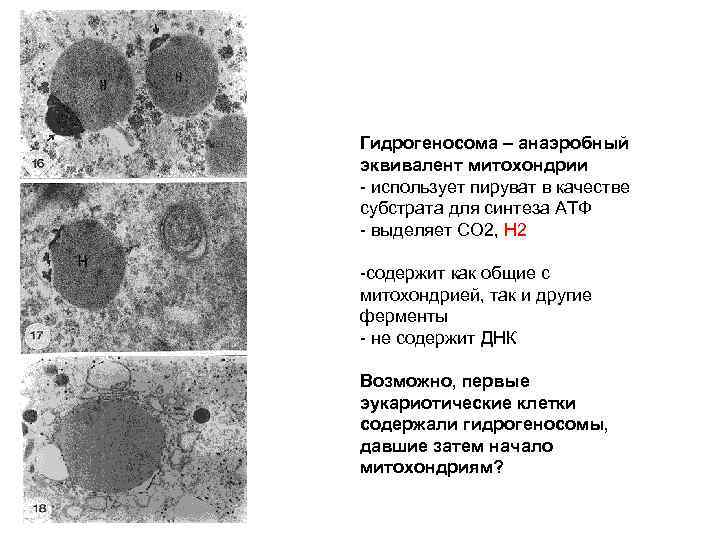 Гидрогеносома – анаэробный эквивалент митохондрии - использует пируват в качестве субстрата для синтеза АТФ