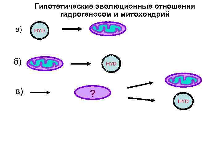 Гипотетические эволюционные отношения гидрогеносом и митохондрий а) HYD б) в) HYD ? HYD 