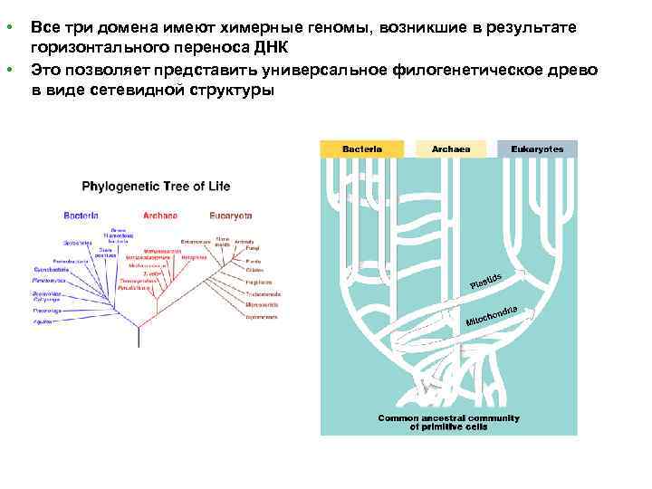  • • Все три домена имеют химерные геномы, возникшие в результате горизонтального переноса