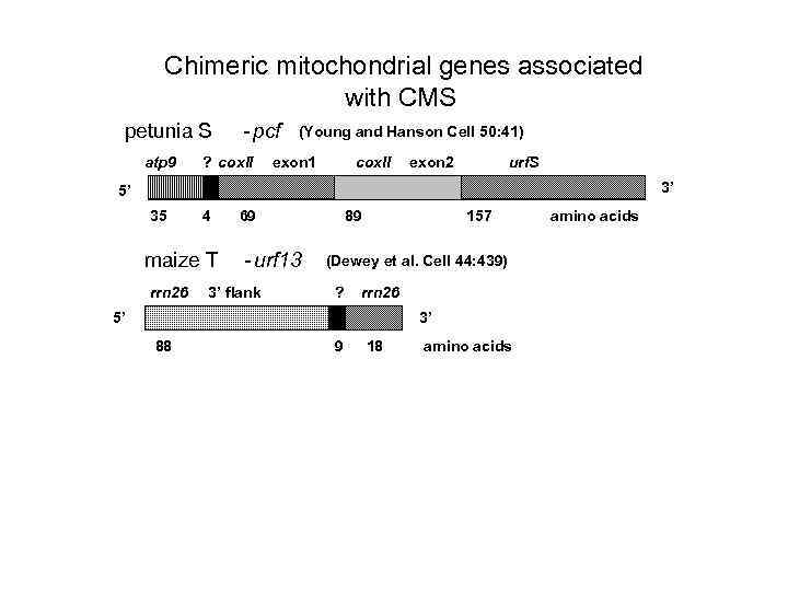 Chimeric mitochondrial genes associated with CMS petunia S atp 9 - pcf ? cox.