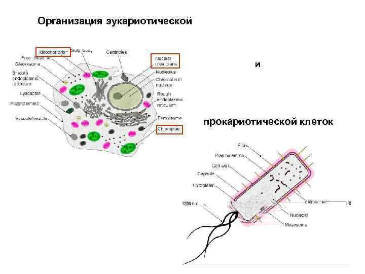 Организация эукариотической и прокариотической клеток 