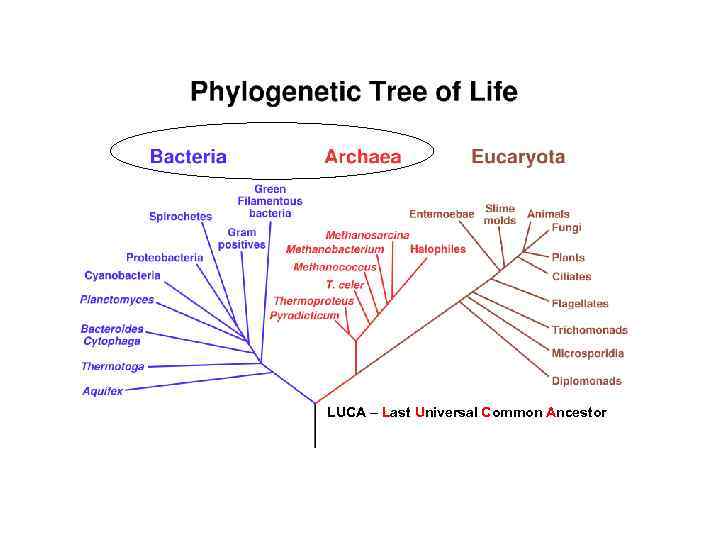 LUCA – Last Universal Common Ancestor 