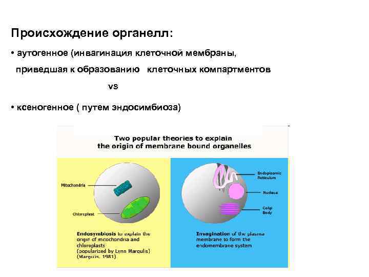 Происхождение органелл: • аутогенное (инвагинация клеточной мембраны, приведшая к образованию клеточных компартментов vs •