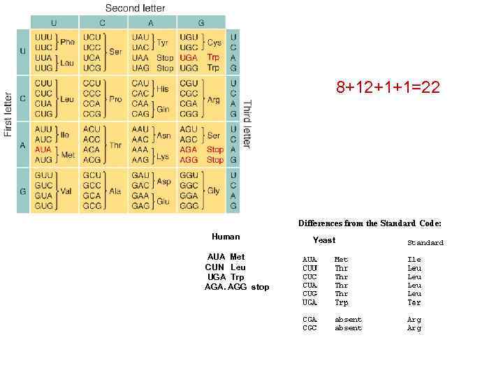 8+12+1+1=22 Human AUA Met CUN Leu UGA Trp AGA. AGG stop Yy. Yeast t