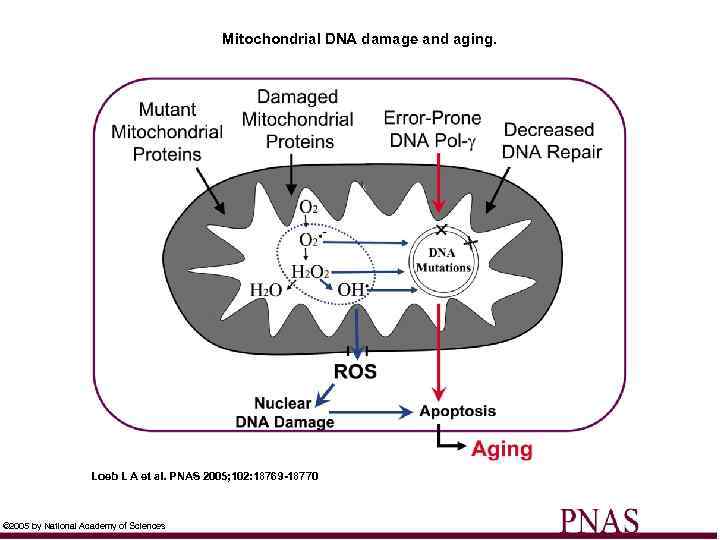 Mitochondrial DNA damage and aging. Loeb L A et al. PNAS 2005; 102: 18769